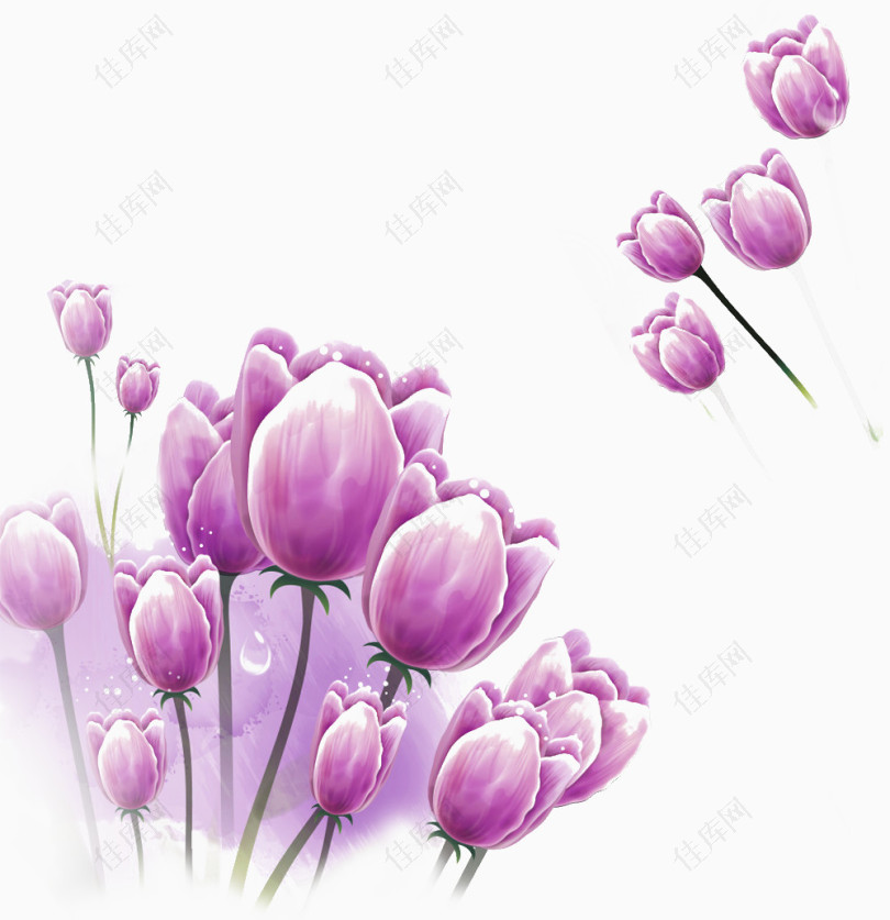 紫色郁金香花图片素材