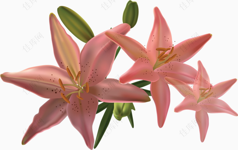卡通手绘粉色百合花植物素材