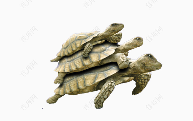 3个小乌龟