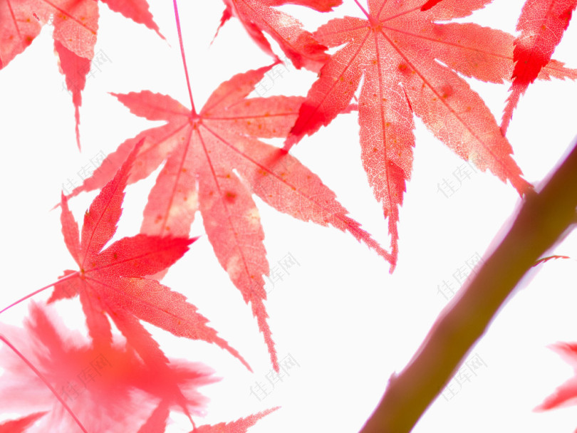 宏观照片的枫树叶在秋天