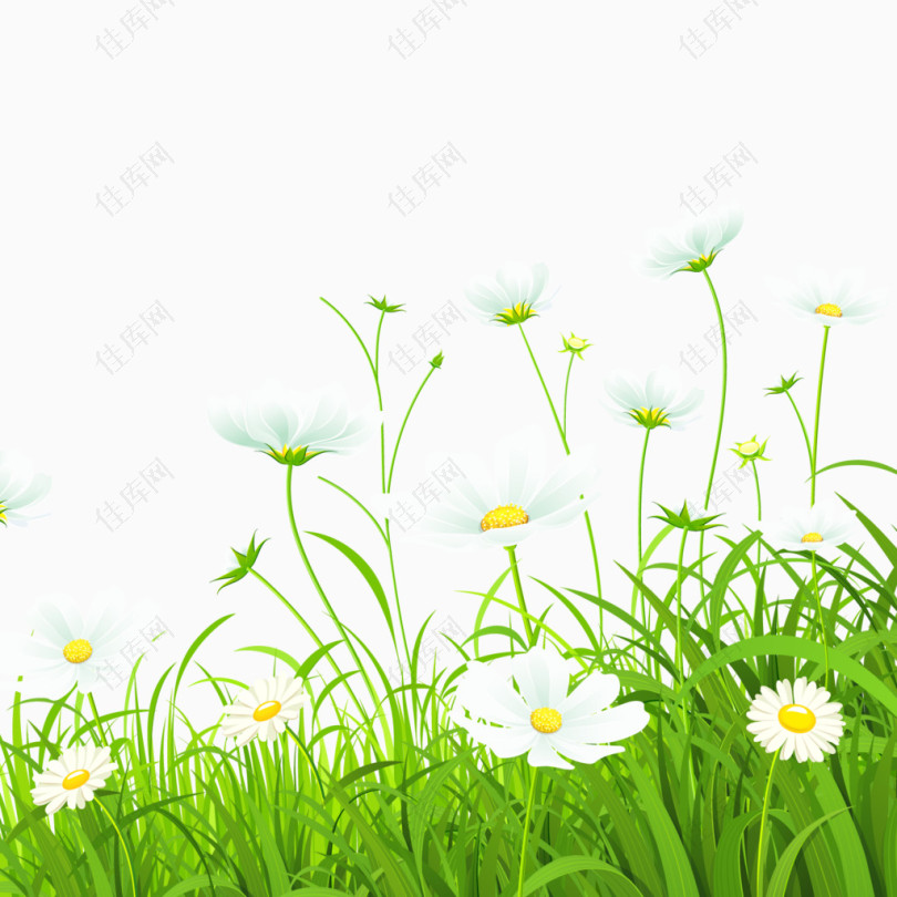 白色花朵草地