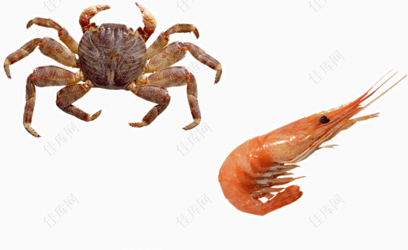 龙虾螃蟹素材