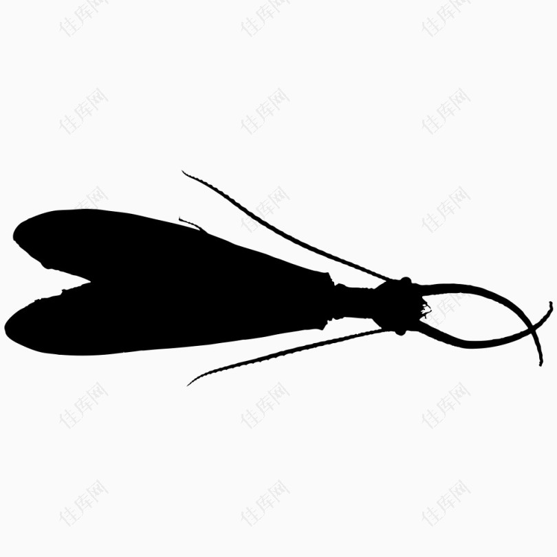 翅膀想扇子的黑色昆虫
