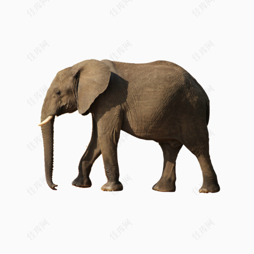 安静的散步的成年非洲象