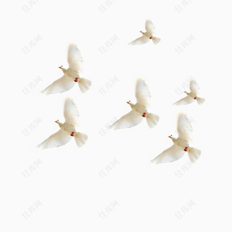 飞行的6只白鸽和信鸽