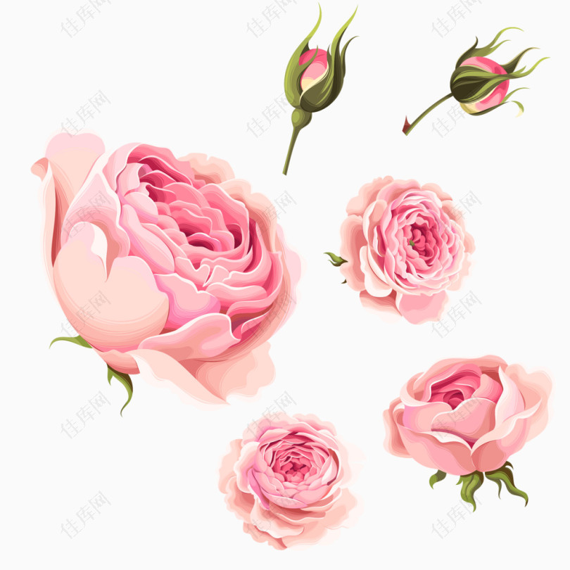 粉玫瑰花骨朵