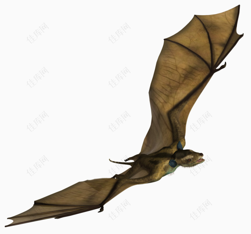 展翅飞翔的蝙蝠免扣图