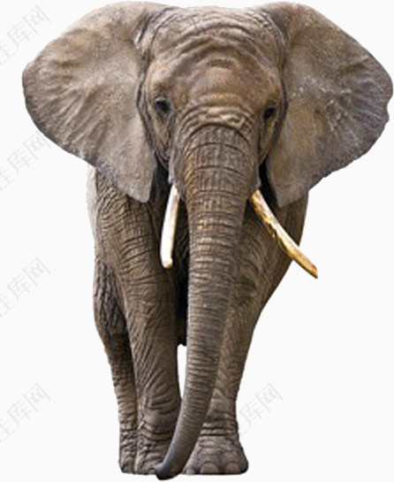年迈的雄性非洲象