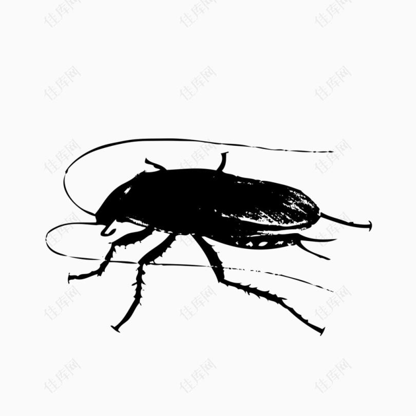 蟑螂的图形模板