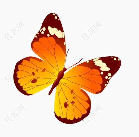 橙色的蝴蝶