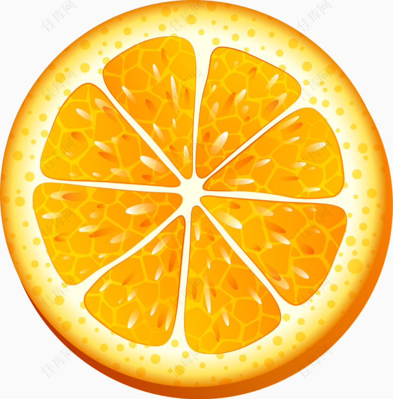 矢量手绘橙子片