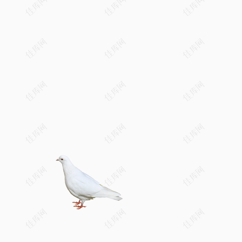 白色的信鸽