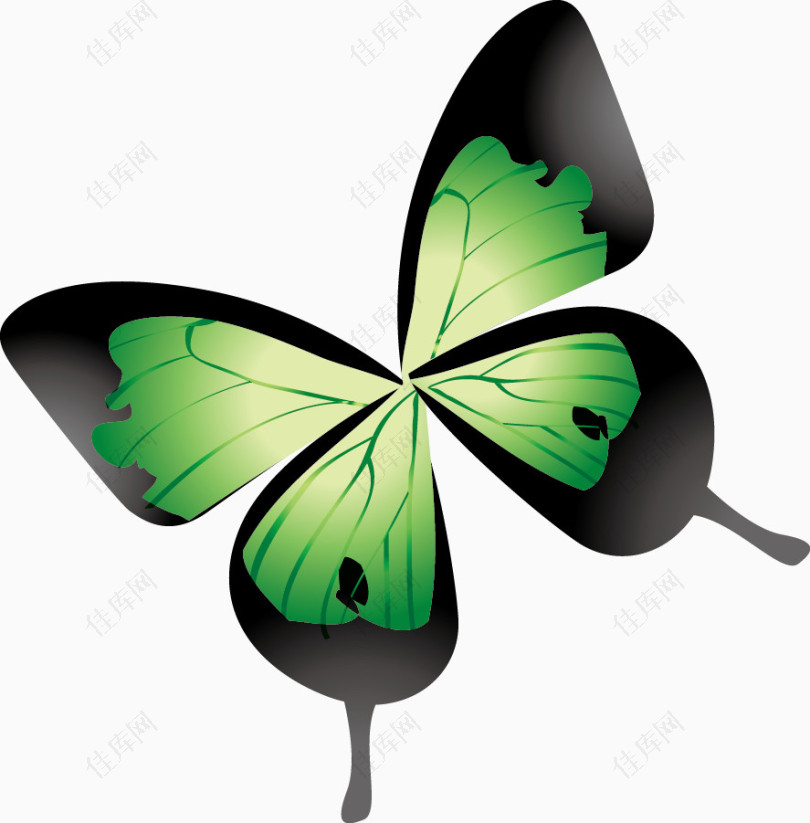 绿纹黑翅蝴蝶矢量素材