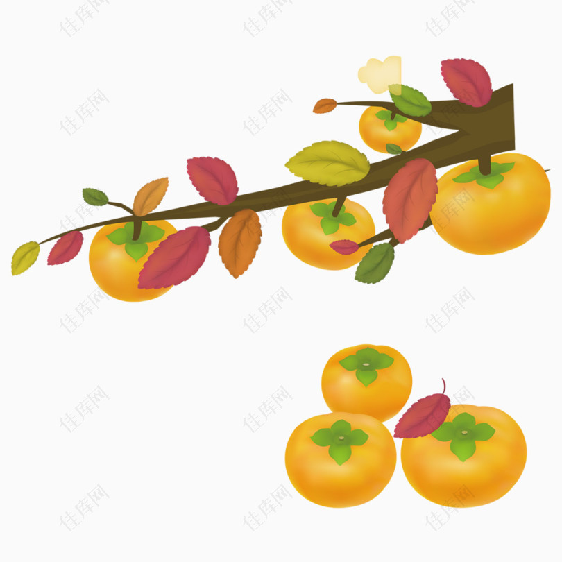 秋季果实柿子