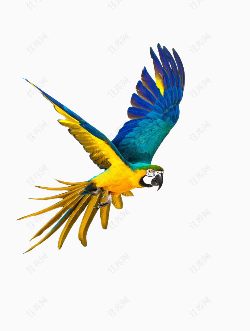 展翅飞翔的彩色鹦鹉