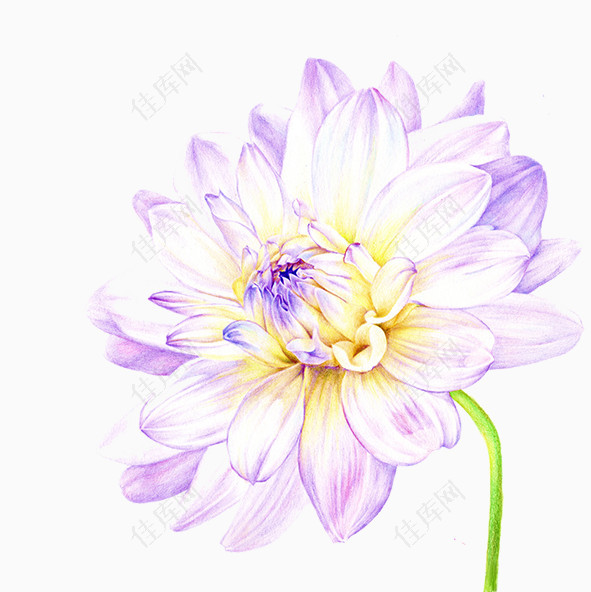 紫白色花朵