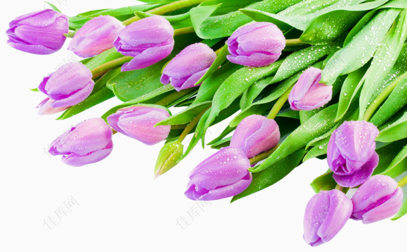 漂亮紫色郁金香花朵