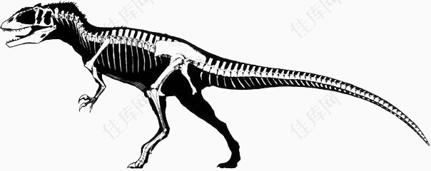黑色恐龙骨架矢量图