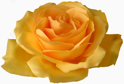 浪漫的黄玫瑰