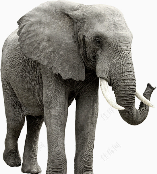 威武的非洲象