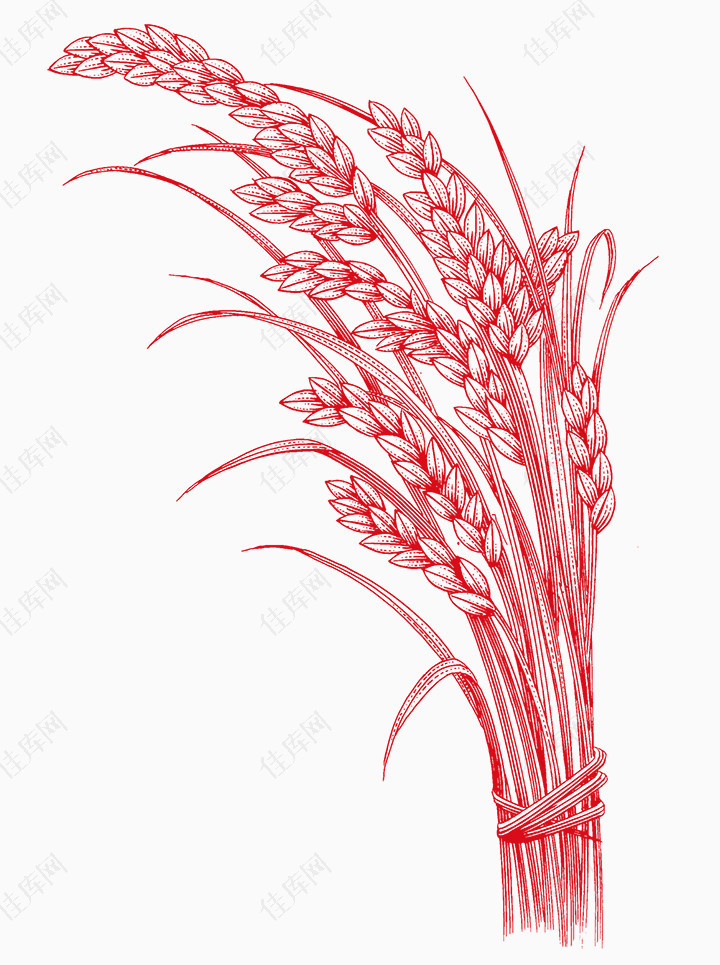 红色手绘稻谷