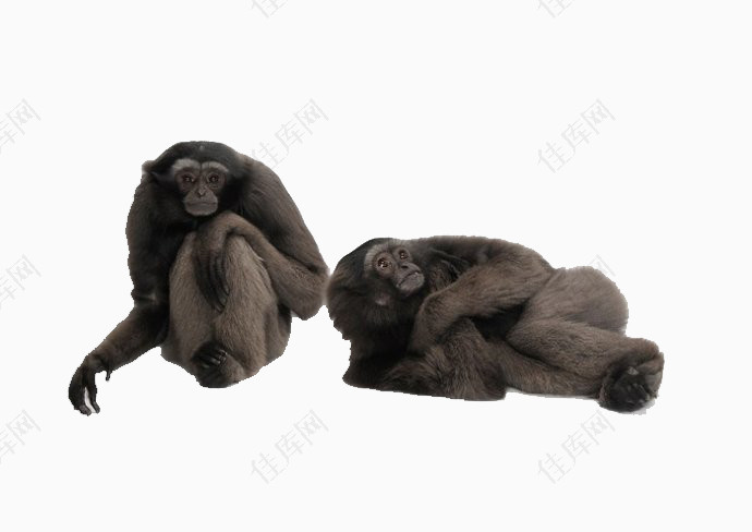 两只黑猩猩