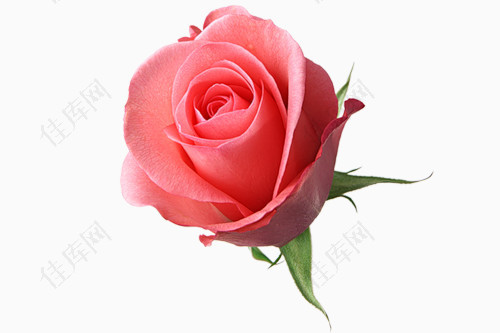 鲜艳的粉色玫瑰花