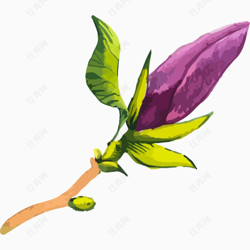 手绘水彩唯美紫色花苞