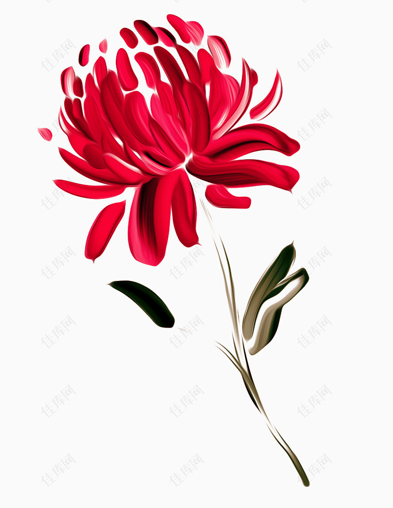 彩绘红色的菊花图
