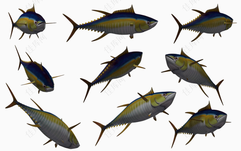 鱼类海底动物各种鱼