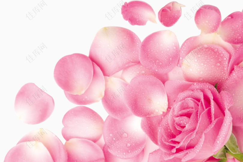 露珠粉色玫瑰花花瓣