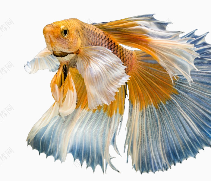 彩色金鱼