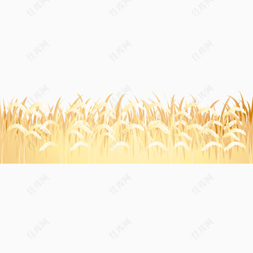 金黄的水稻