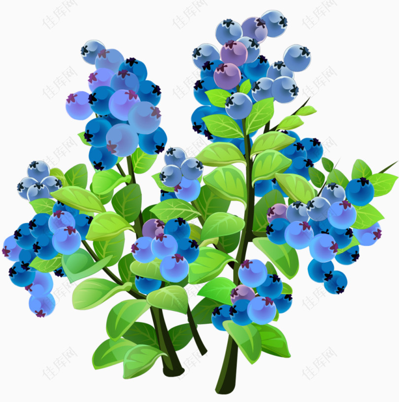 卡通蓝莓树