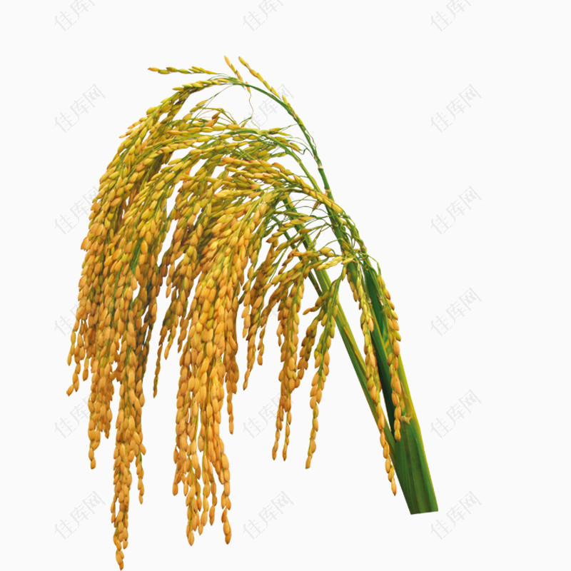 稻谷稻米稻穗大米禾稻
