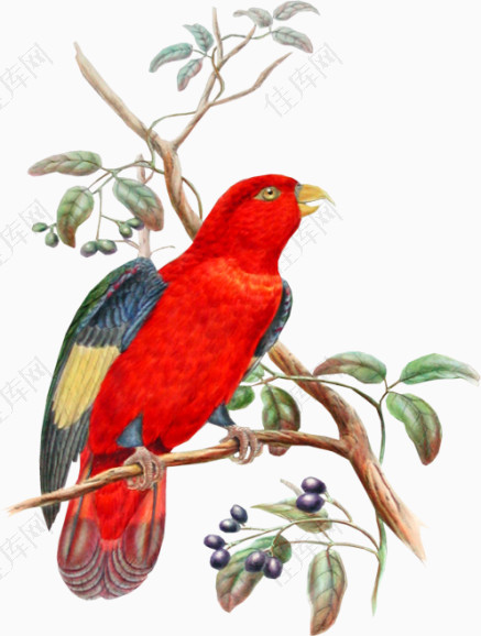 枝头的红羽毛鸟
