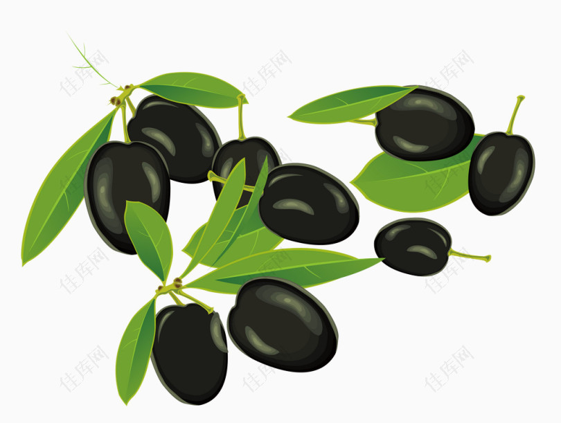 矢量橄榄豆