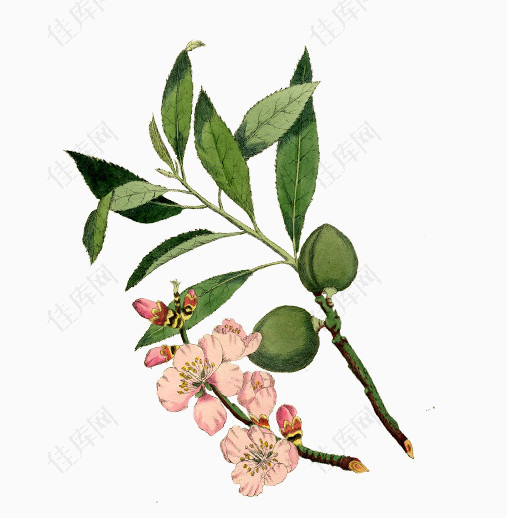 卡通手绘绿色树叶和粉红花朵