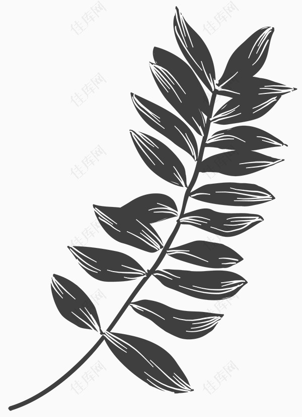 手绘黑白植物图片