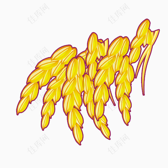 黄色水稻垂下