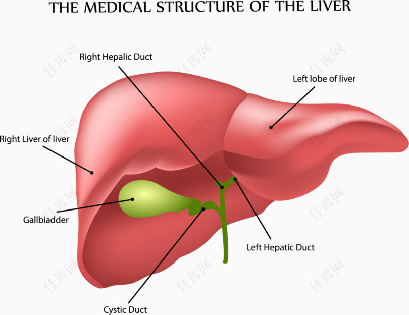 人体肝结构分析