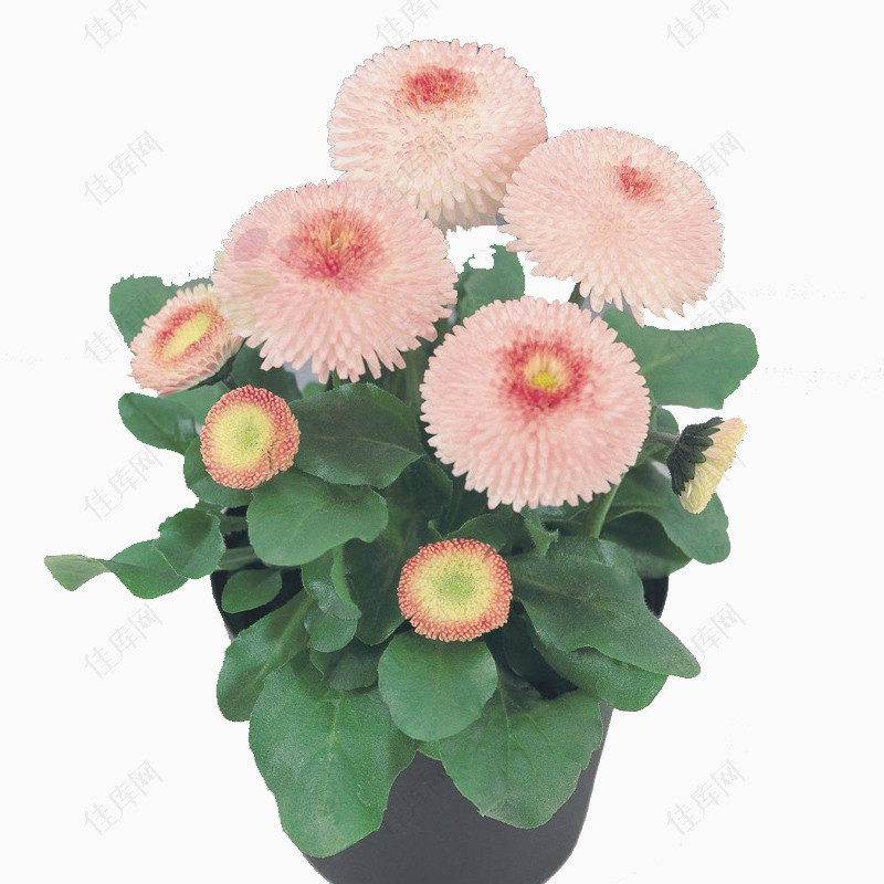 塔苏系列粉色雏菊