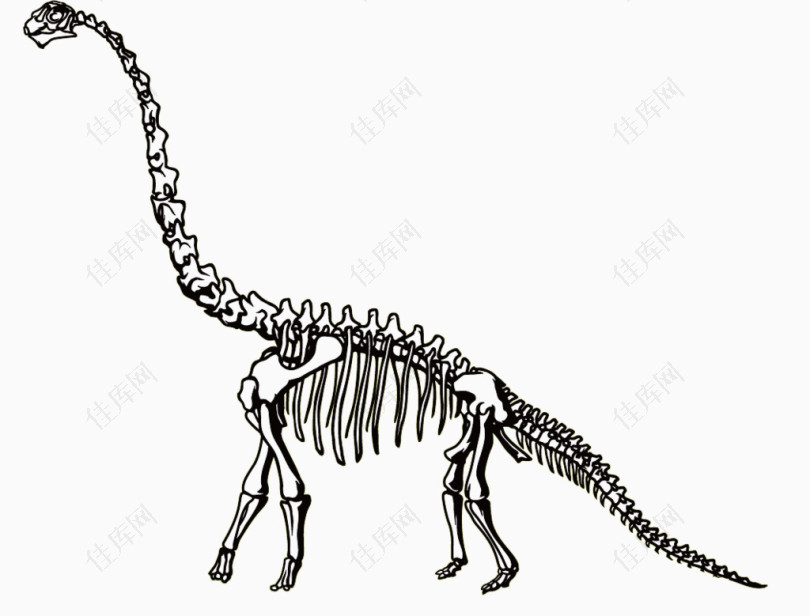 梁龙恐龙化石