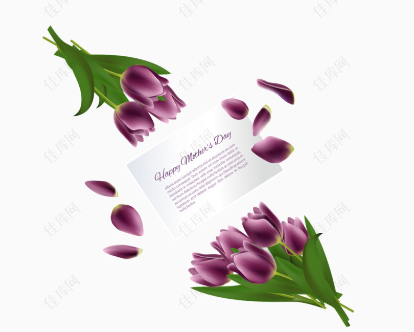 紫色郁金香母亲节素材