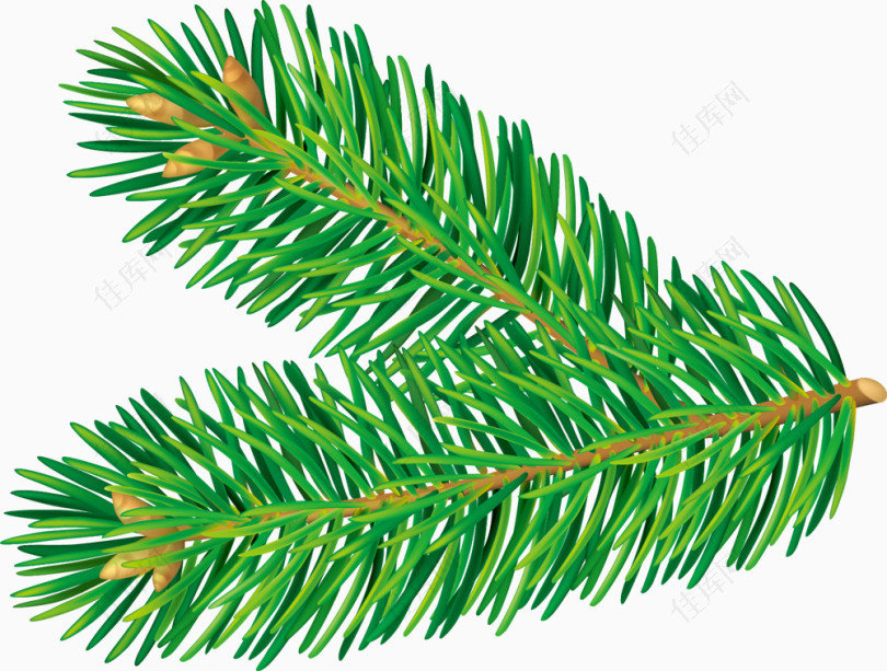 绿色圣诞节松树枝