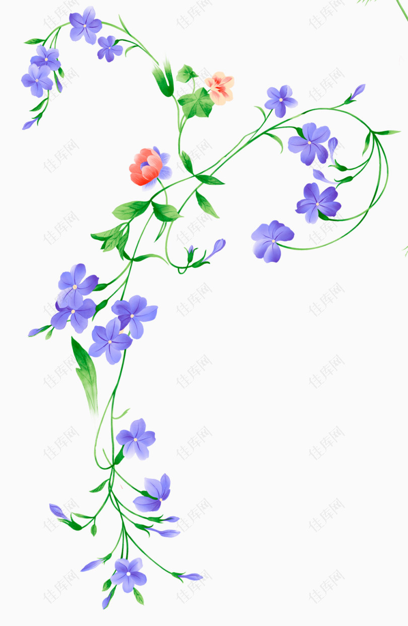 紫色花纹花藤鲜花