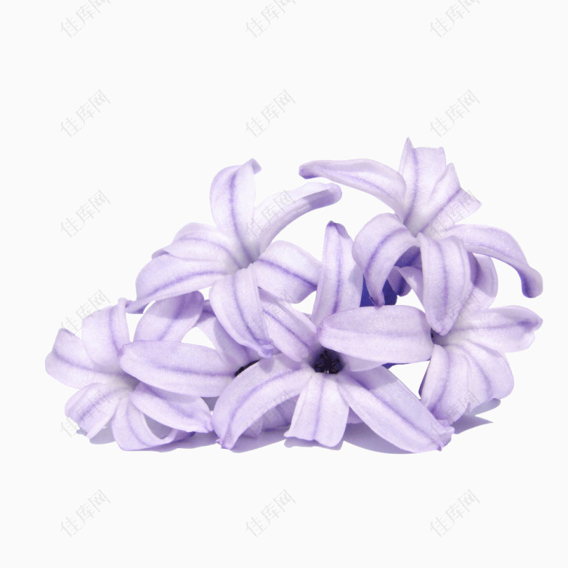 丁香花紫色花朵