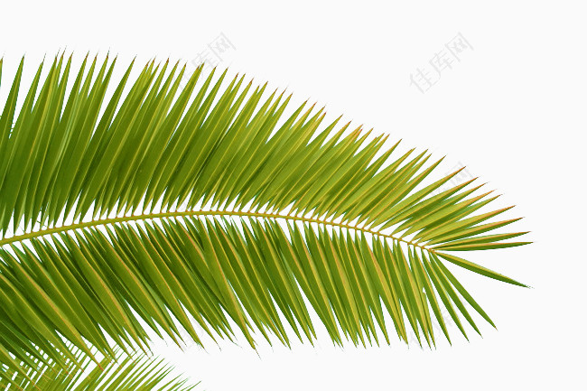 泛黄的椰子叶图片素材