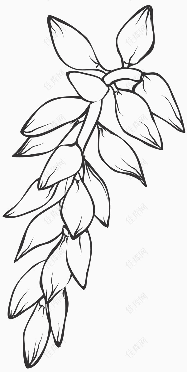 手绘黑白植物图片