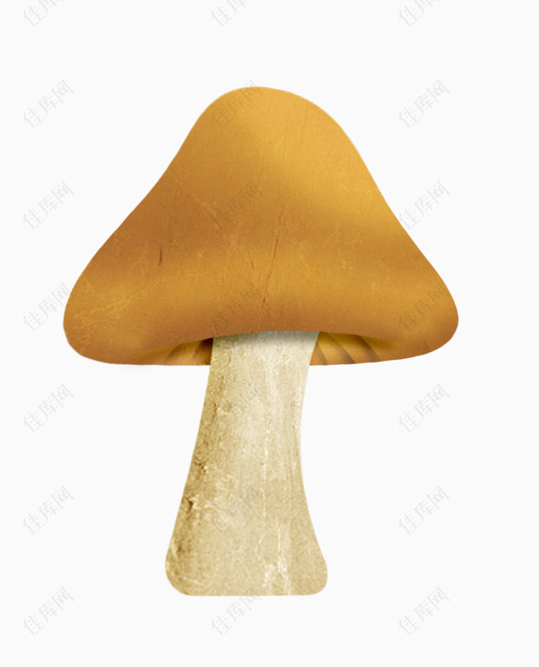 植物蘑菇伞菇